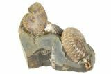 Two Fossil Ammonites (Sphenodiscus & Jeletzkytes) - South Dakota #189353-3